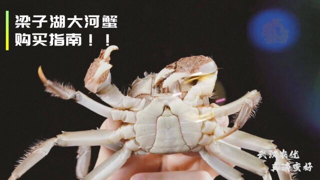 武汉优质农产品——梁子湖大河蟹:看这里 了解“梁子”牌梁子湖大河蟹的那些事儿!