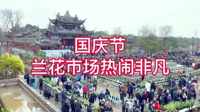 国庆节兰花市场热闹非凡,一盆兰花80万成交了