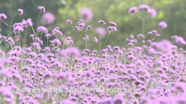 美不胜收!十万平米花海绽放北京国际鲜花港