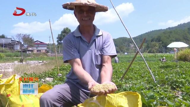 春美乡尤床村:千亩水稻陆续成熟 机械助力收割忙