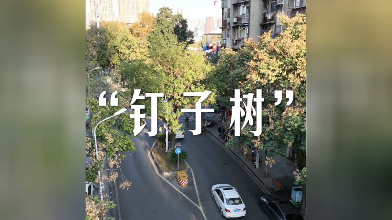 飞阅武汉 | 武汉这些“钉子树”,渐渐成为城市中的风景