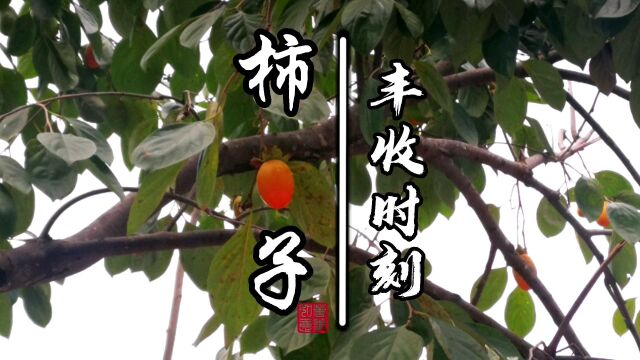 采柿子喽!来帮忙吗?采摘是快乐的,也是辛苦的.秋天就是忙