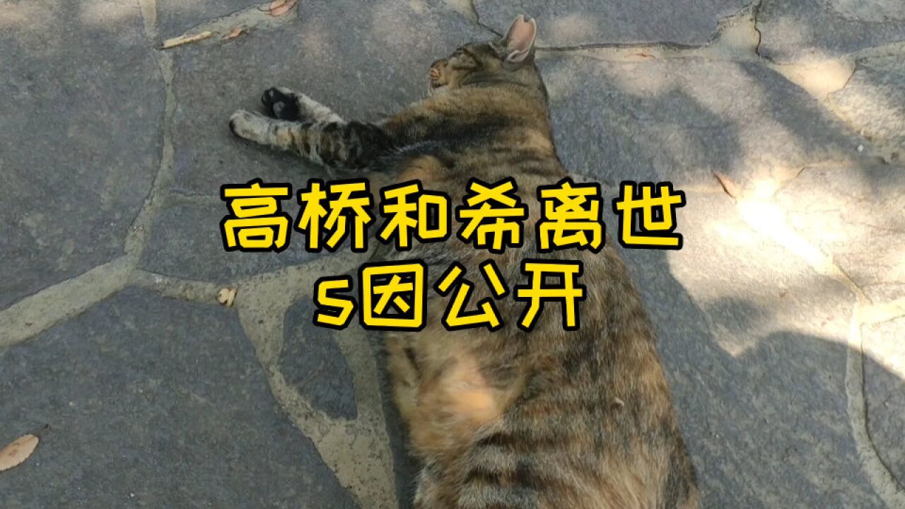 游戏王作者高桥和希,离世原因公开