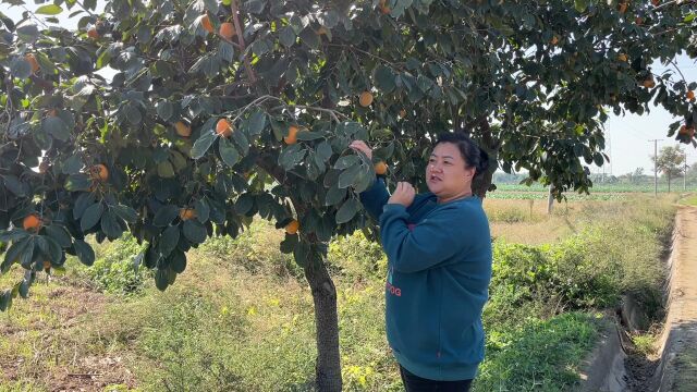 不起眼的柿子叶是个“宝”,这几大用途很实用,一年省下不少钱