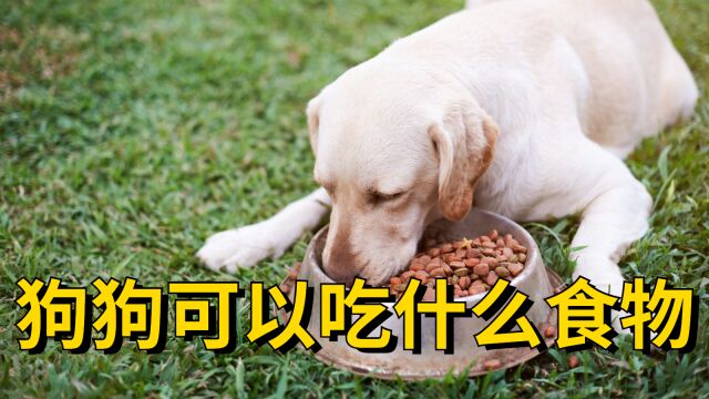 狗狗可以吃什么食物?