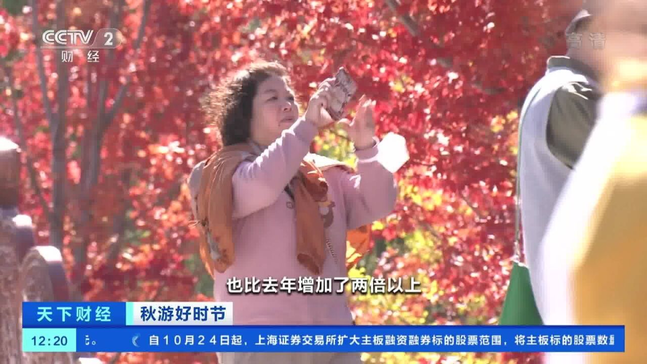 北京:赏红叶观银杏 彩叶陆续进入最佳观赏期