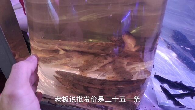 银龙鱼、一眉道人、鹦鹉鱼在观赏鱼批发市场,价格到底有多便宜