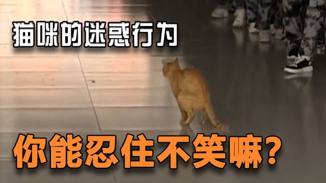 【每日一遍,谨防抑郁】猫咪都会站军姿啦,你能忍住不笑吗?