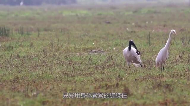 被缠住嘴巴的黑头朱鹭,为报复猎物不停啄咬,果然鸟儿都是暴脾气