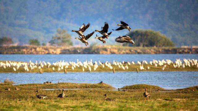 江西鄱阳湖:未经批准禁止进入鄱阳湖国家级自然保护区