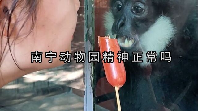 南宁动物园有正常动物吗:现实版疯狂动物城