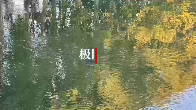 【视频】东湖法国梧桐: 景似梦中景 人犹入画中