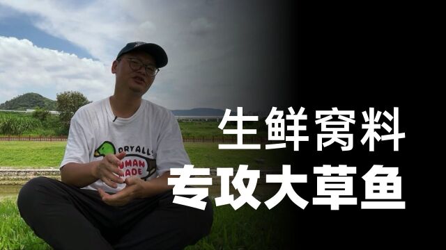 专攻大草鱼!改良谷麦生鲜窝料,发芽后诱鱼效果太好了