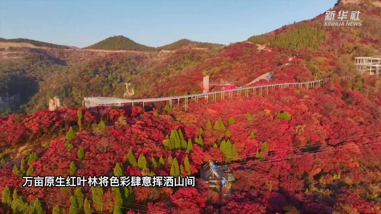 山东淄博红叶柿岩 漫山红叶为乡村文旅增色