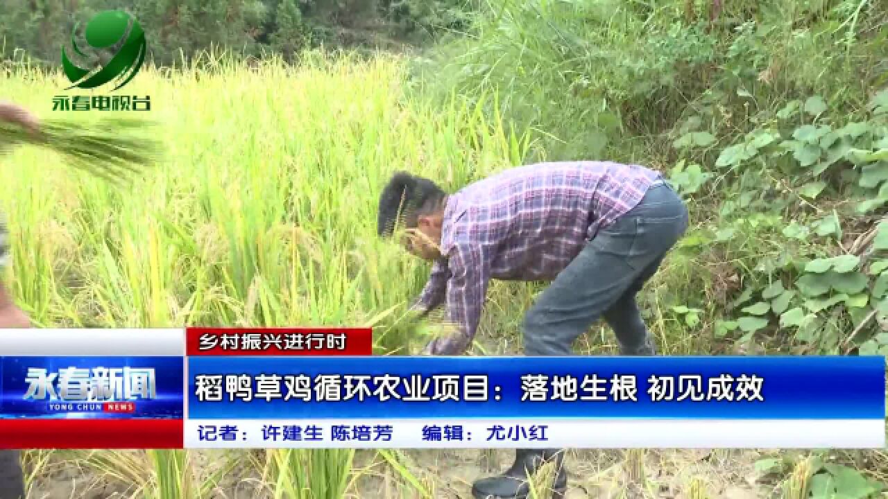 【乡村振兴进行时】稻鸭草鸡循环农业项目:落地生根 初见成效