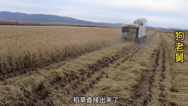 东北金秋十月是丰收好季节,稻花香新米上市,粒粒饱满纯正原香