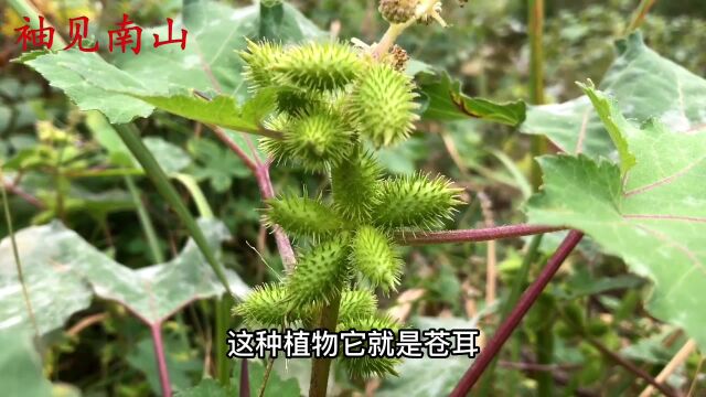 苍耳在农村被称为“毒瘤”,却是上班族的福音,别错过它