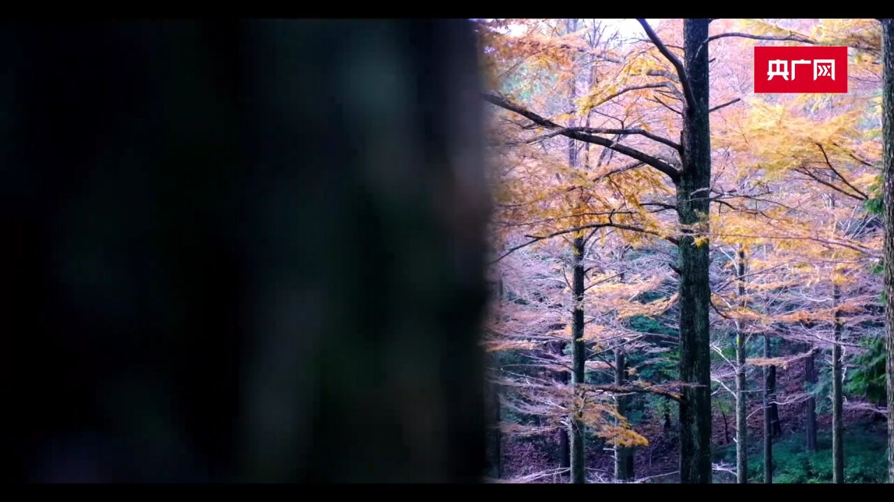 秋景美如画 宁波余姚四明山迎来颜值巅峰