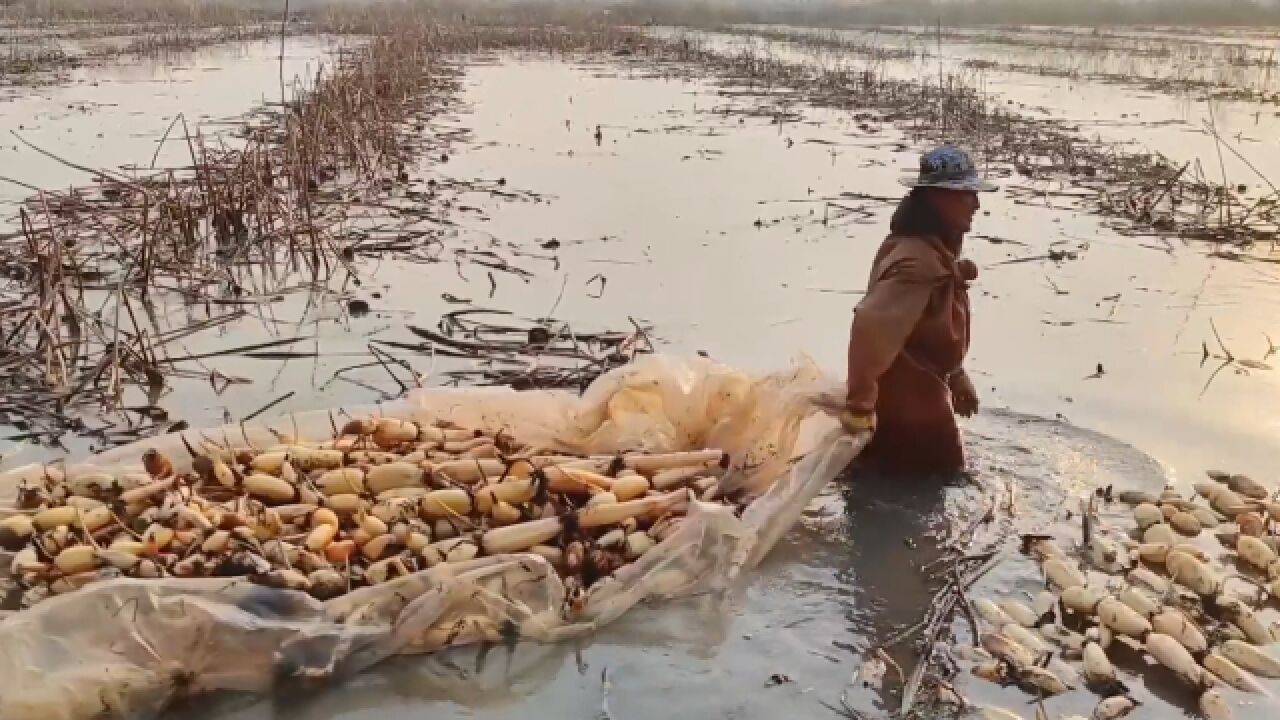 河南永城上万亩莲藕迎来丰收,种植户:自产自销,今年收成不错