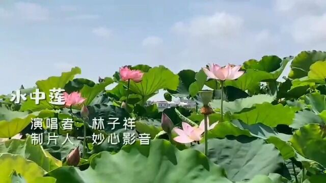 千朵鲜花笑着为我开,一首《水中莲》高雅唯美,歌声悠扬动听.