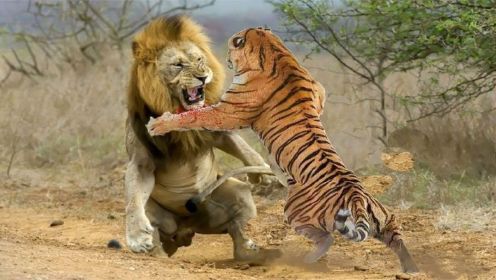 老虎VS狮子-谁会赢？你不看到你永远不会相信！