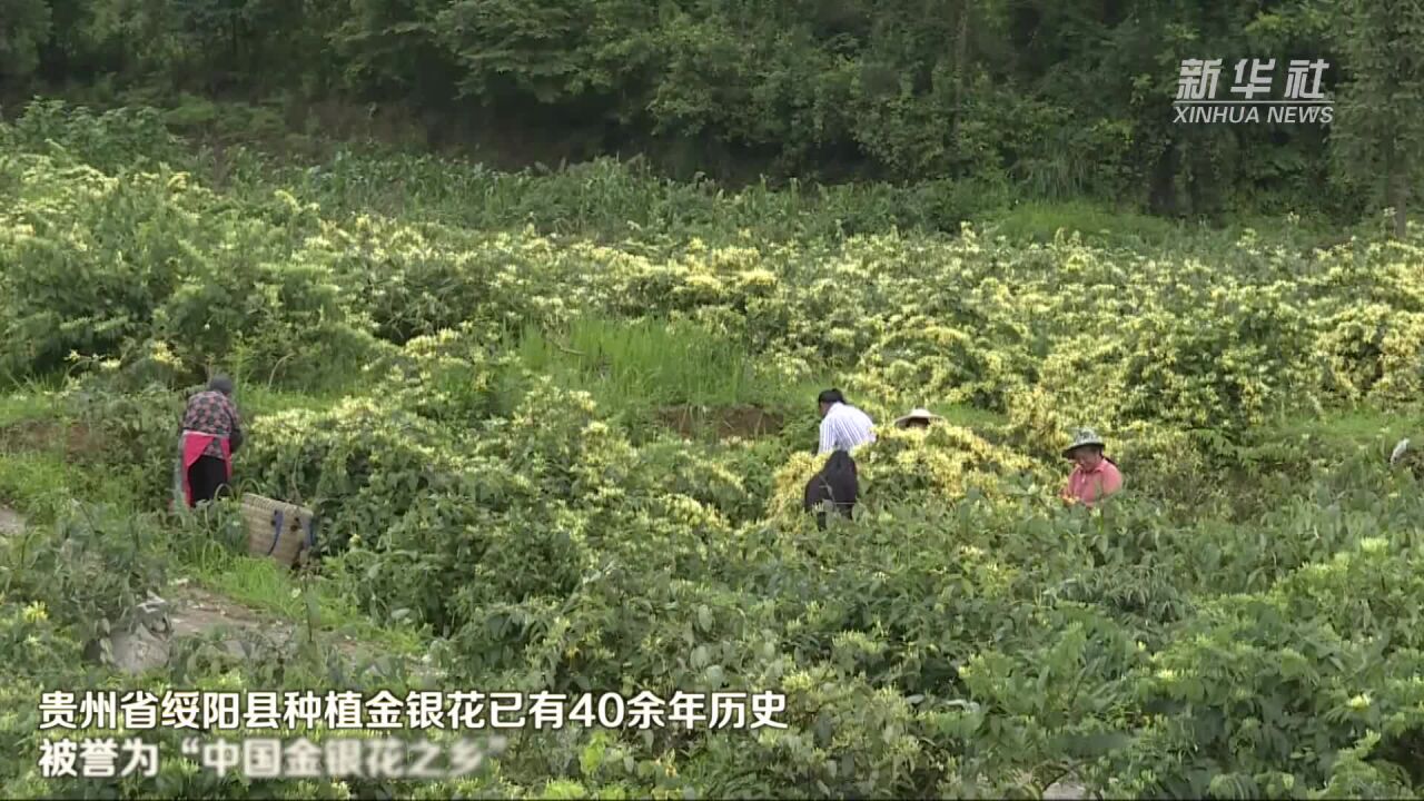 贵州绥阳:打造金银花全产业链发展格局助力乡村振兴