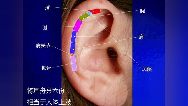 耳穴知识分享,有想学耳疗的吗?#中医 #传承中医文化 #中医养生