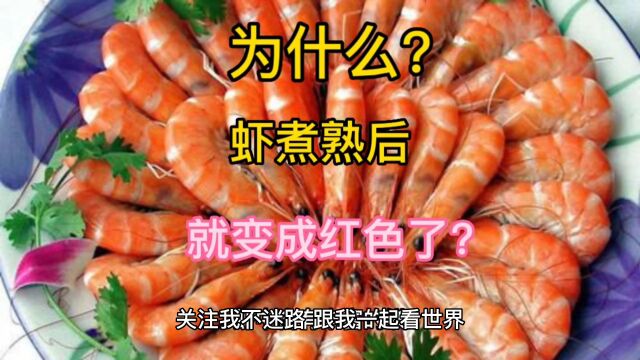 关注我不迷路,带你一起看世界!为什么虾煮熟后就变成红色了?