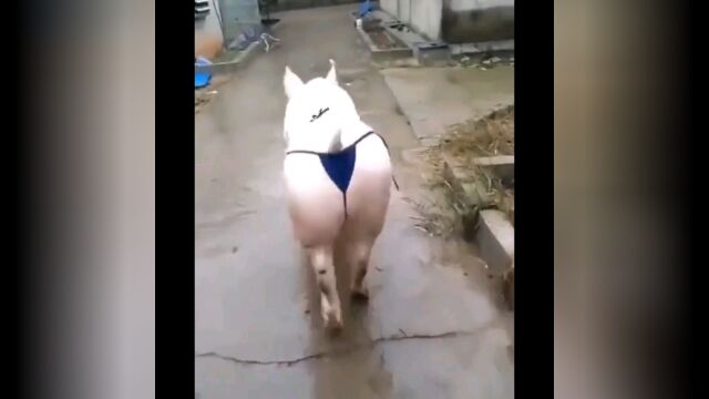 猫猫狗狗