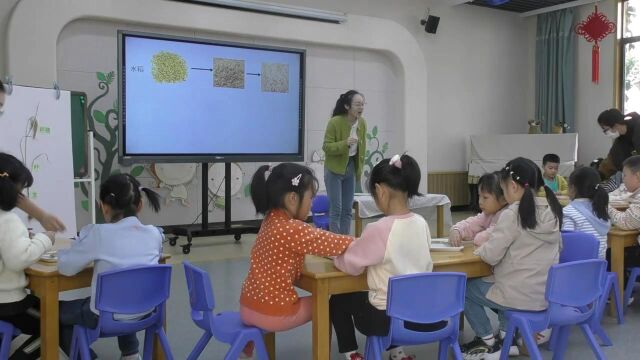 大班科学:认识水稻 徐静10.21