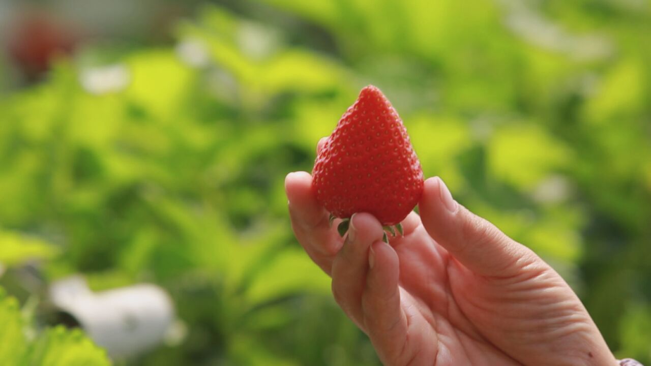 甜蜜无负担!寻找昌平草莓口感独特的“答案”