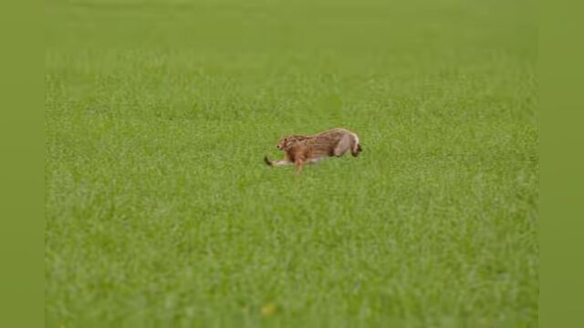 英国灵缇犬狩猎之美