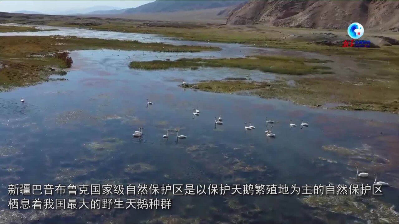 全球连线|天鹅湖畔大天鹅家族“人丁兴旺”