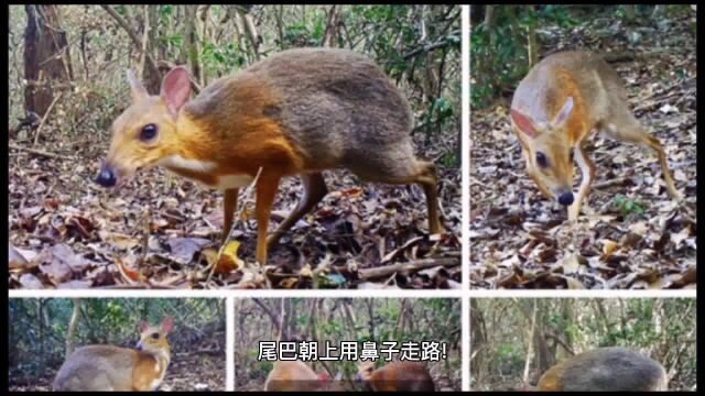 用鼻子行走的奇异动物,鼻子能走路吗