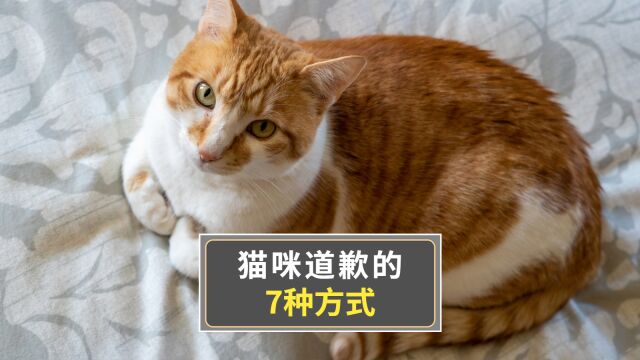 猫咪道歉的7种方式