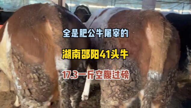 湖南邵阳41头肥牛急着出栏,均重一千二百多,17.3空腹过磅怎么样