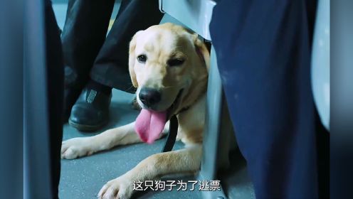 这只狗子为了逃票，竟在公交上假扮女人的宠物#因为一个片段看了整部剧#警花与警犬