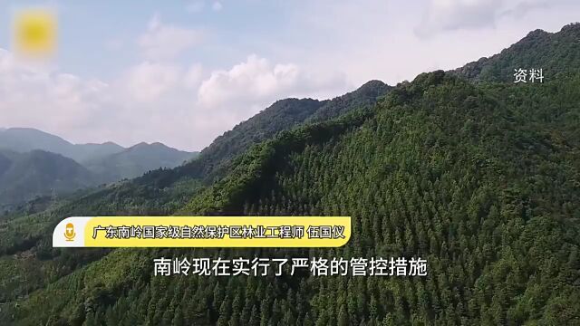 熊出没!广东南岭首次拍到野生黑熊一家三口同框影像