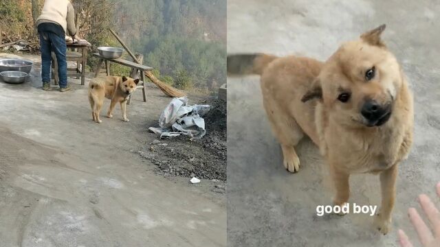 主人冲农村狗子讲英文,发呆的狗立马无障碍沟通,秒在夸赞中迷失