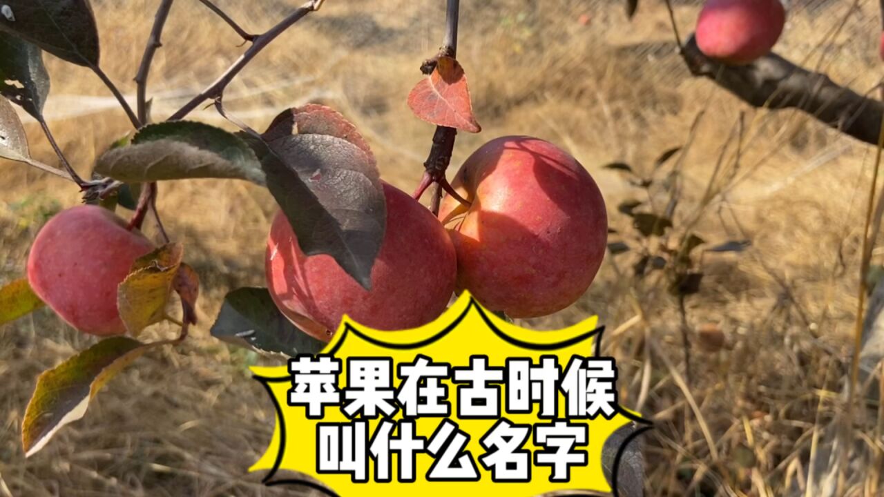 您知道苹果古时候叫什么吗