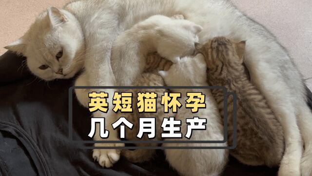 英短猫怀孕几个月生产?带好笔记,准备上课了