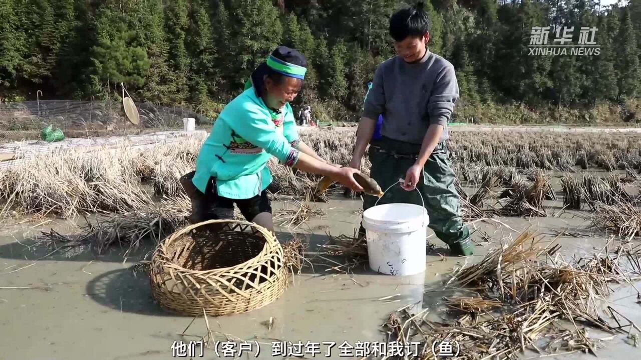 千城年俗|贵州剑河:开田抓鱼庆新年