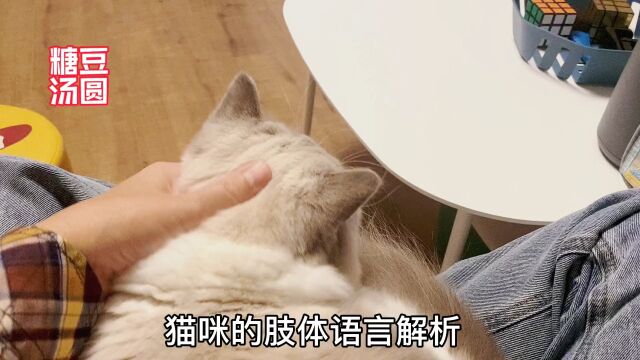 猫咪的肢体语言冷知识,你知道多少?