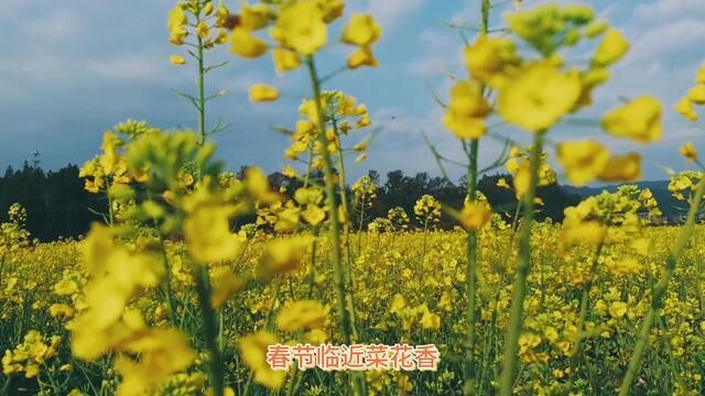 春节临近菜花香 #油菜花开了 #乡村田野 #家乡随拍 #春节赏花