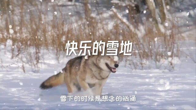 快乐的雪地