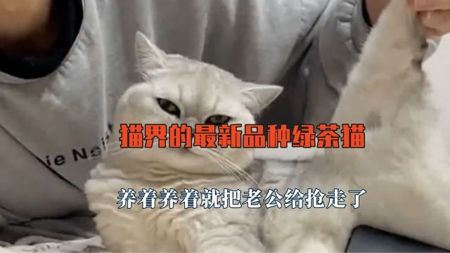 猫界的最新品种绿茶猫,养着养着就把老公给抢走了,比女生会撒娇