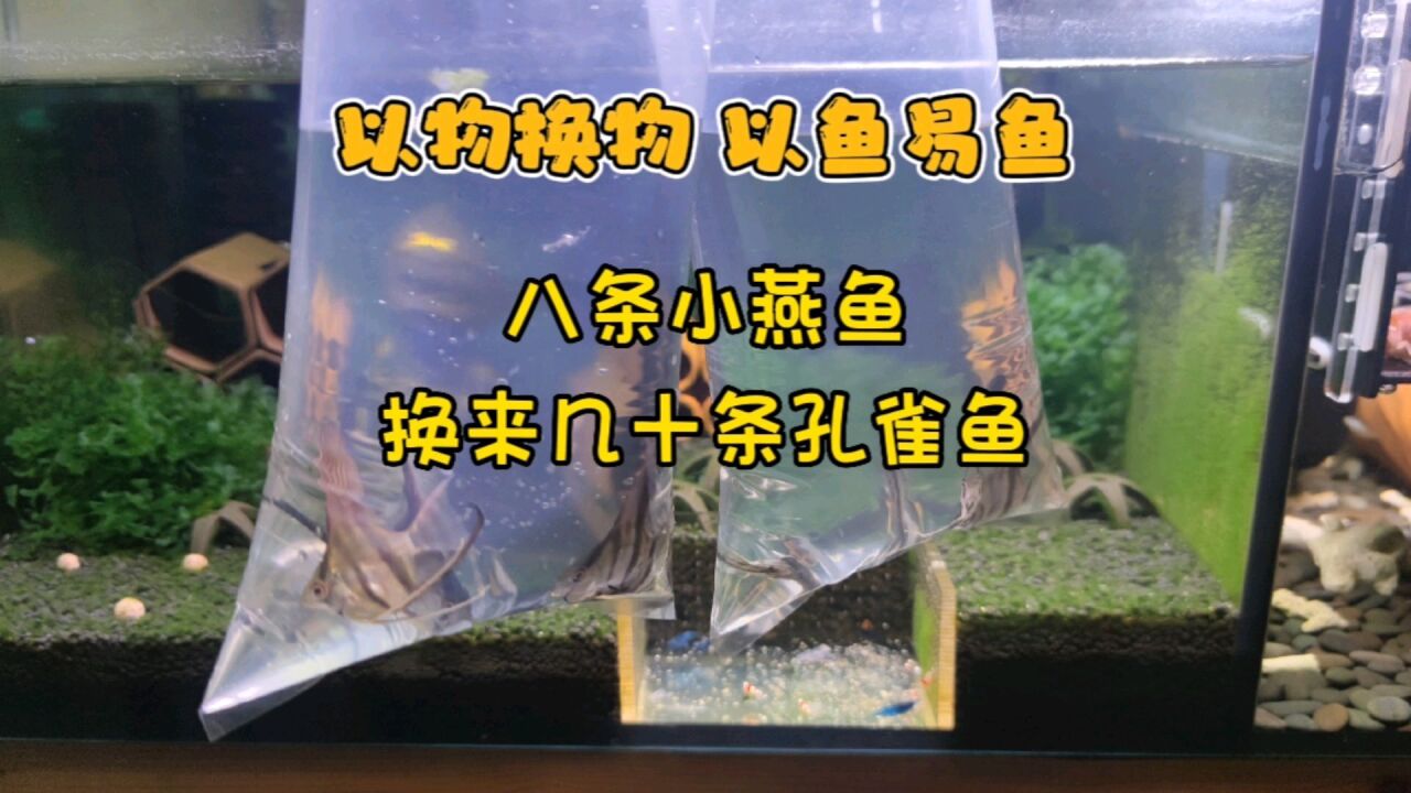 以物换物,以鱼易鱼,礼尚往来传统美德,养鱼人的快乐如此简单