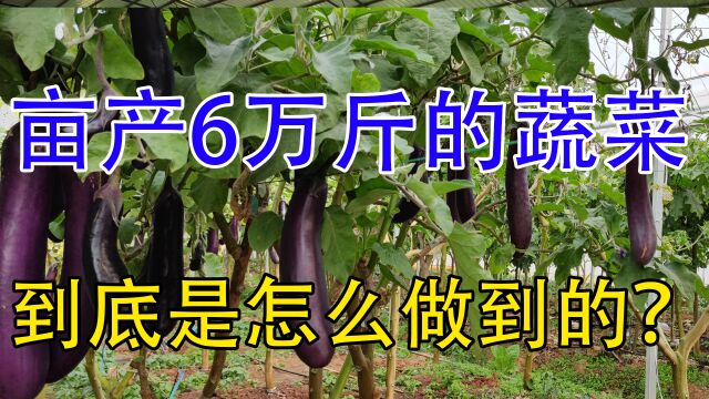 1亩种3000株,亩产60000斤,1斤卖5元,南北均可种植,市场销量大