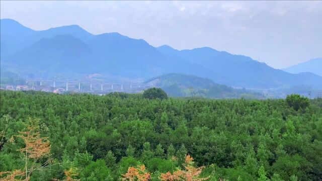 从一片茶叶中品出山川风景与大自然的精神,心灵复归宁静