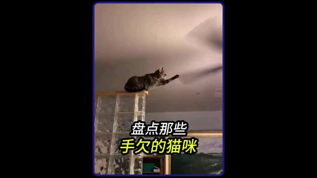 盘点那些手欠的猫咪,喵星人的手咋那么欠呢!